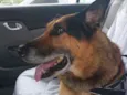 Tropeço