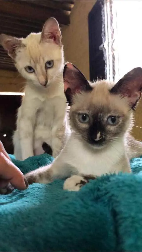 Gato ra a Srd idade 2 a 6 meses nome Lory e Lola
