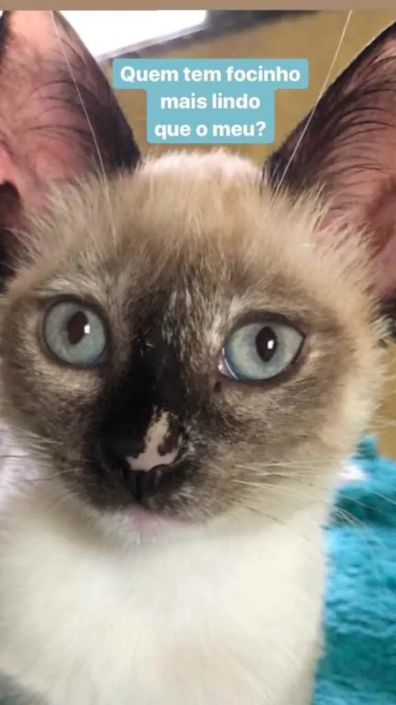 Gato ra a Srd idade 2 a 6 meses nome Lory e Lola