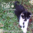 Filó