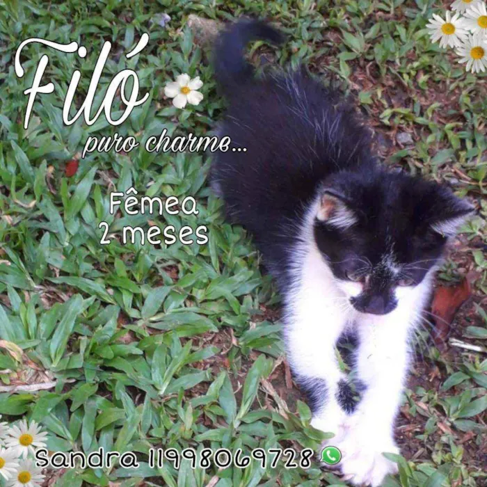 Gato ra a SRD idade 2 a 6 meses nome Filó