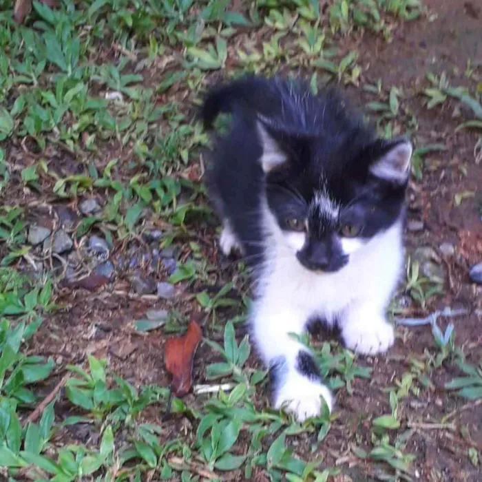 Gato ra a SRD idade 2 a 6 meses nome Filó