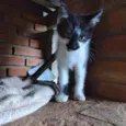 Filó