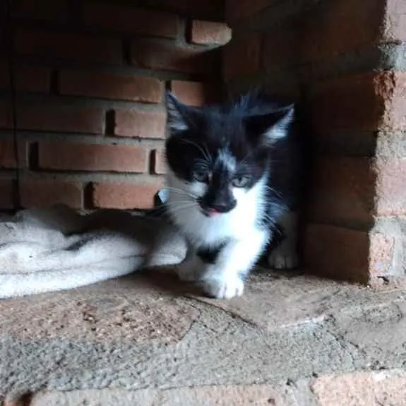 Gato ra a SRD idade 2 a 6 meses nome Filó