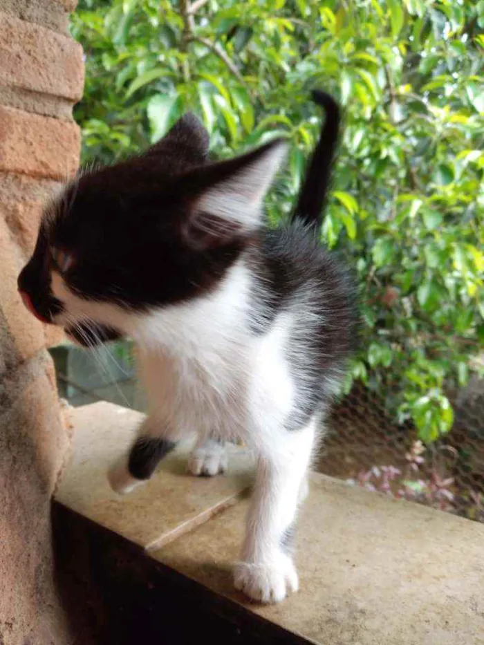 Gato ra a SRD idade 2 a 6 meses nome Filó