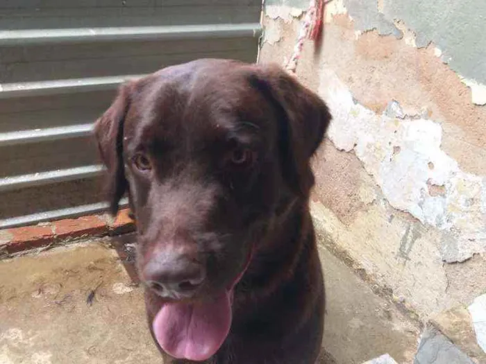 Cachorro ra a Labrador idade 1 ano nome Faísca 