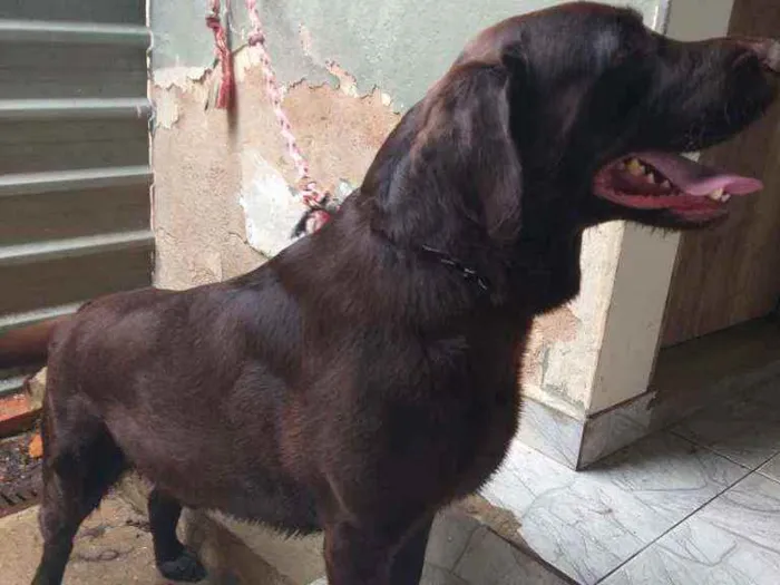 Cachorro ra a Labrador idade 1 ano nome Faísca 