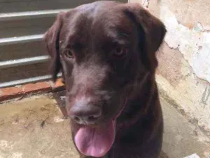 Cachorro raça Labrador idade 1 ano nome Faísca 
