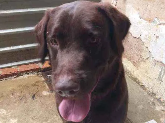 Cachorro ra a Labrador idade 1 ano nome Faísca 