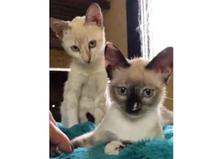 Gato raça Srd idade 2 a 6 meses nome Lory e Lola