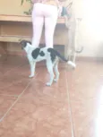 Rafael 