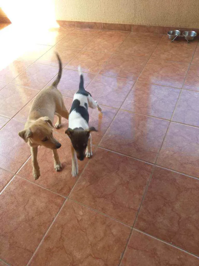 Cachorro ra a Vira lata idade 2 a 6 meses nome Rafael 