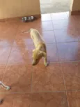 Rafael 