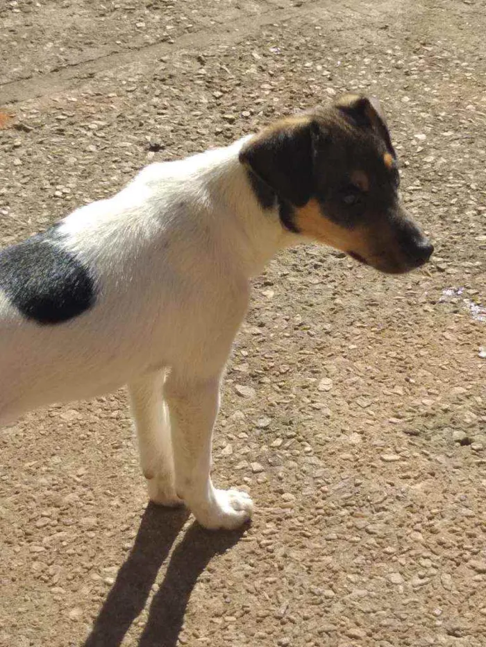 Cachorro ra a Vira lata idade 2 a 6 meses nome Rafael 