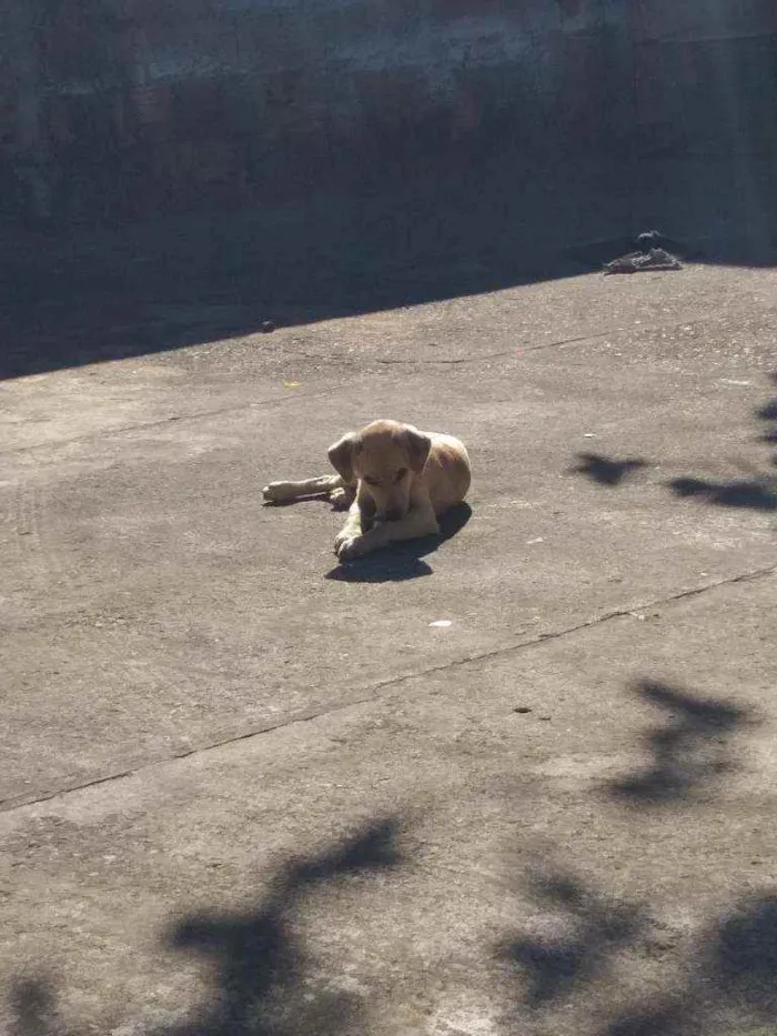 Cachorro ra a Vira lata idade 2 a 6 meses nome Rafael 