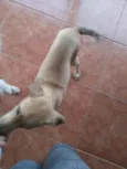 Rafael 