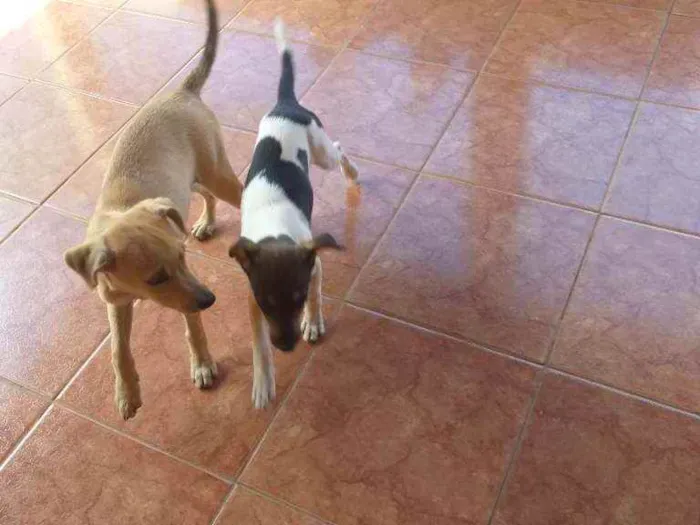 Cachorro ra a Vira lata idade 2 a 6 meses nome Rafael 