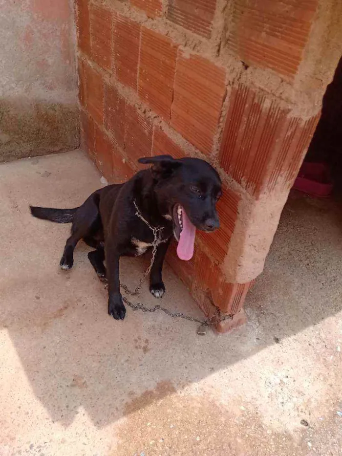 Cachorro ra a Viralata idade 1 ano nome Cachorro fêmea