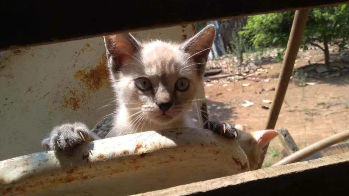 Gato ra a Srd idade Abaixo de 2 meses nome Sem nome