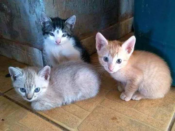 Gato ra a Srd idade Abaixo de 2 meses nome Sem nome