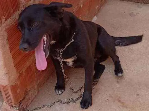 Cachorro ra a Viralata idade 1 ano nome Cachorro fêmea