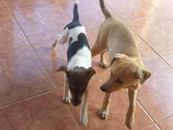 Cachorro ra a Vira lata idade 2 a 6 meses nome Rafael 