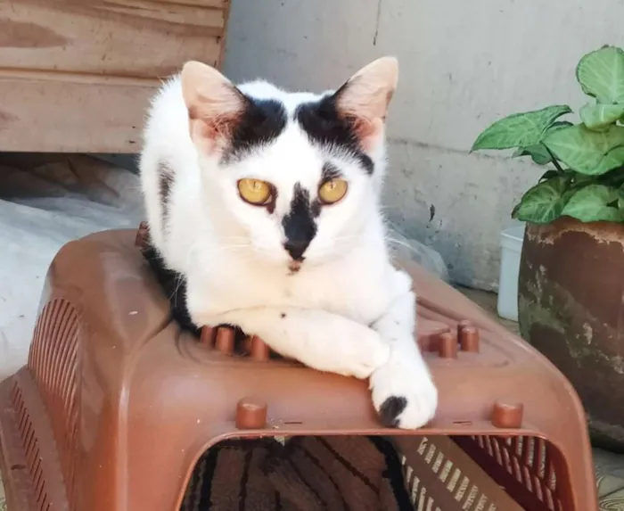 Gato ra a sem raça definida idade 7 a 11 meses nome Nino