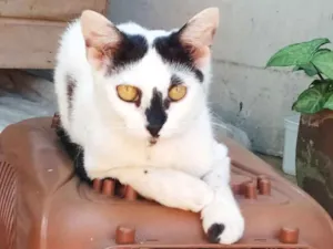 Gato raça sem raça definida idade 7 a 11 meses nome Nino