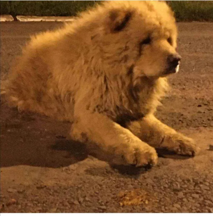 Cachorro ra a Charpei  idade 7 a 11 meses nome Desconhecido 