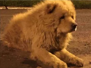 Cachorro raça Charpei  idade 7 a 11 meses nome Desconhecido 