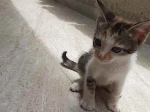 Gato raça  idade 2 a 6 meses nome sem nome