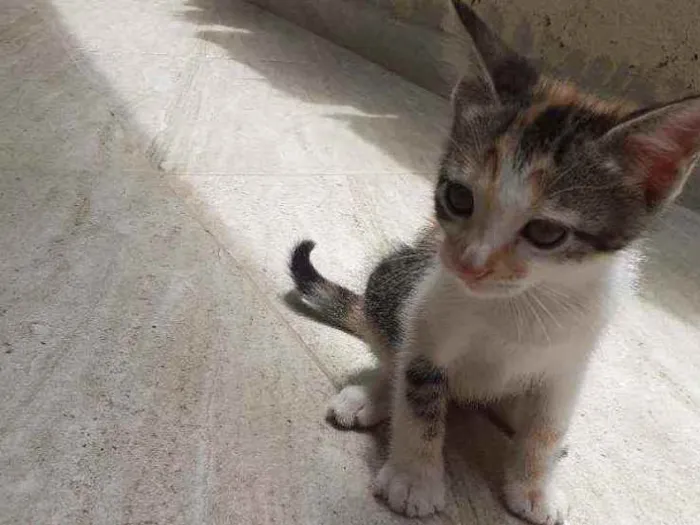 Gato ra a  idade 2 a 6 meses nome sem nome