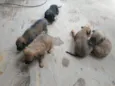Cãezinhos