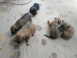 Cachorro raça Vira latas idade 2 a 6 meses nome Cãezinhos