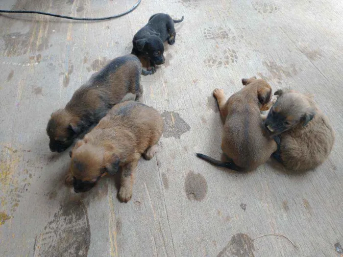 Cachorro ra a Vira latas idade 2 a 6 meses nome Cãezinhos