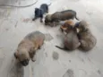 Cãezinhos
