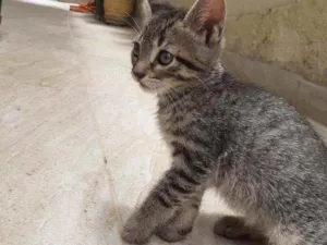 Gato raça  idade 2 a 6 meses nome sem nome