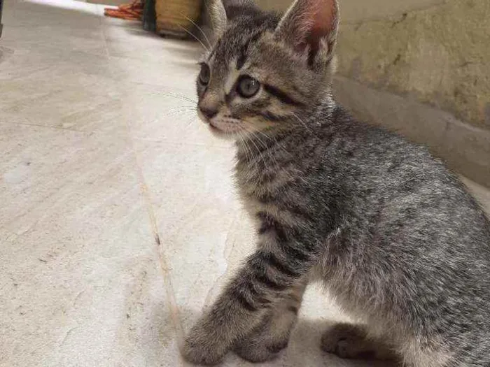 Gato ra a  idade 2 a 6 meses nome sem nome