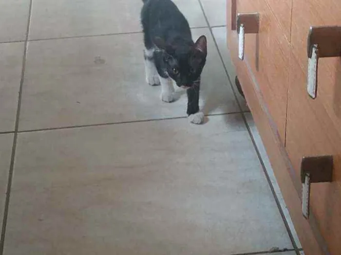 Gato ra a Srn idade 2 a 6 meses nome Não tem nome