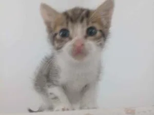 Gato raça Rnd idade Abaixo de 2 meses nome Ruby