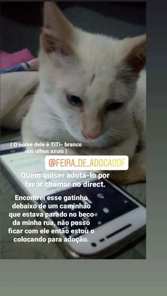 Gato raça  idade 2 a 6 meses nome TiTi