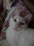 TiTi