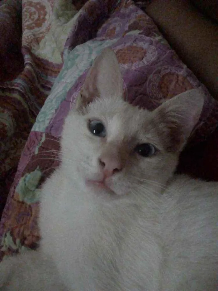 Gato raça  idade 2 a 6 meses nome TiTi