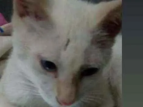 Gato raça  idade 2 a 6 meses nome TiTi