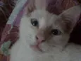 TiTi