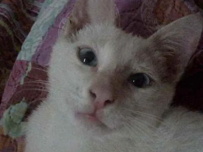 Gato raça  idade 2 a 6 meses nome TiTi
