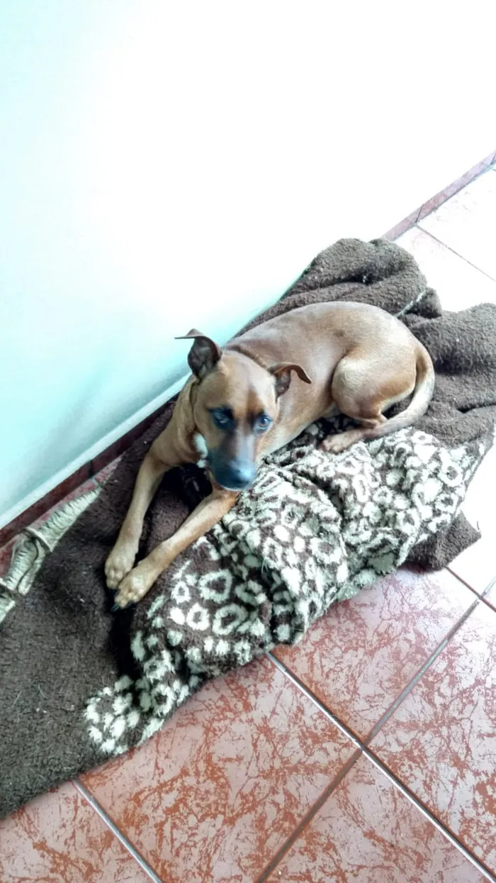 Cachorro ra a SRD idade 6 ou mais anos nome Scooby