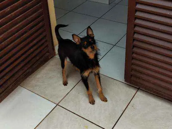 Cachorro ra a Não definida idade 7 a 11 meses nome Bylly