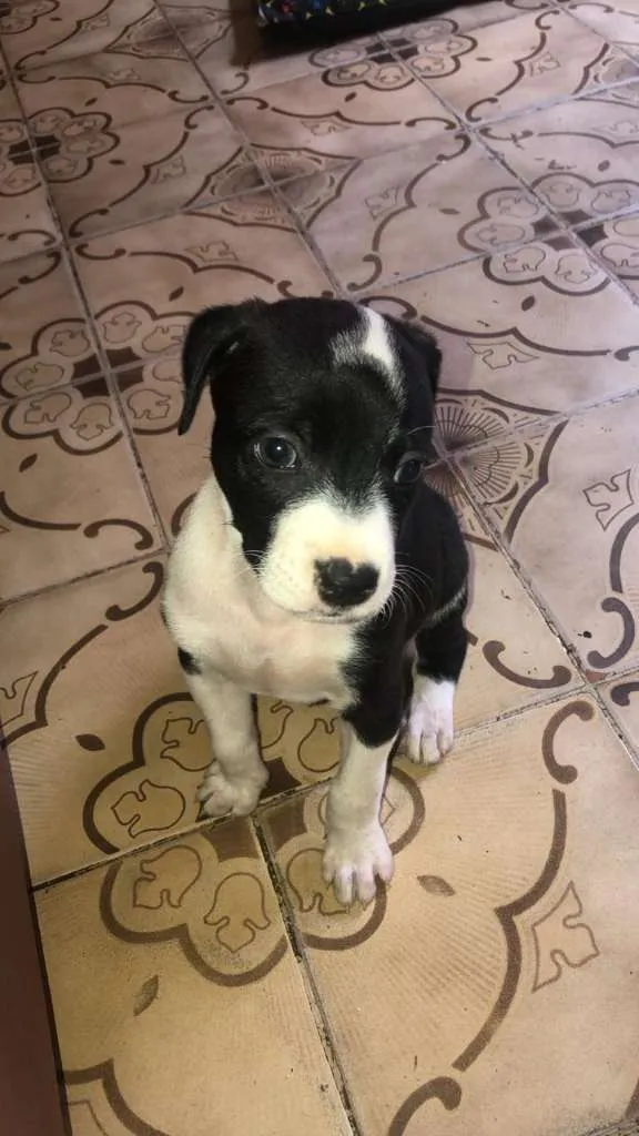 Cachorro ra a MESTIÇO PITBULL idade 2 a 6 meses nome DU