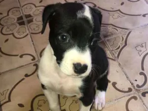 Cachorro raça MESTIÇO PITBULL idade 2 a 6 meses nome DU